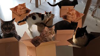 Cats and boxes