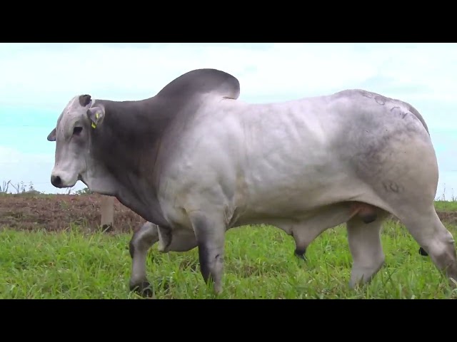 Lote 37   2871-  Fazenda Modelo