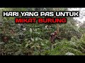 Hari Yang Pas Untuk Mikat Burung Mp3 - Mp4 Download