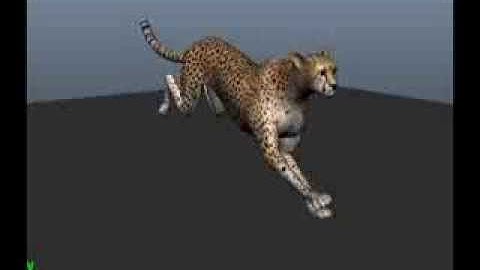 cheetah run demo