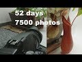 52 Days Timelapse of Nepenthes (with Nikon P1000) / pitcher plant, Kannenpflanze