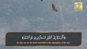 قراءة تريح القلب للآية 79 سورة النحل (ألم يروا إلى الطير مسخرات...)
