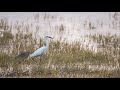 Egret | Slow-motion with Canon 90d
