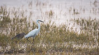 Egret | Slow-motion with Canon 90d