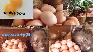 Herbal plants for making your chicken lay early and massive eggs