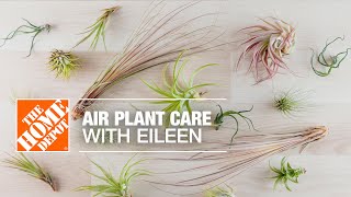 Air Plant Care with Eileen | Indoor House Plants | The Home Depot