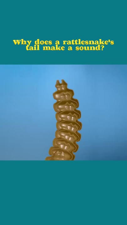 Why Does A Rattlesnake s Tail Make A Sound YouTube why-does-a-rattlesnake-s-tail-make-a-sound-youtube