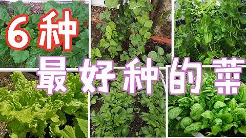 最適合新手種的【6種蔬菜】, 不費力，不費事，不操心，一種就成 - 天天要聞