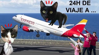 24 horas de viaje a una isla en avión con la familia / Videos de gatos graciosos Luna y Estrella