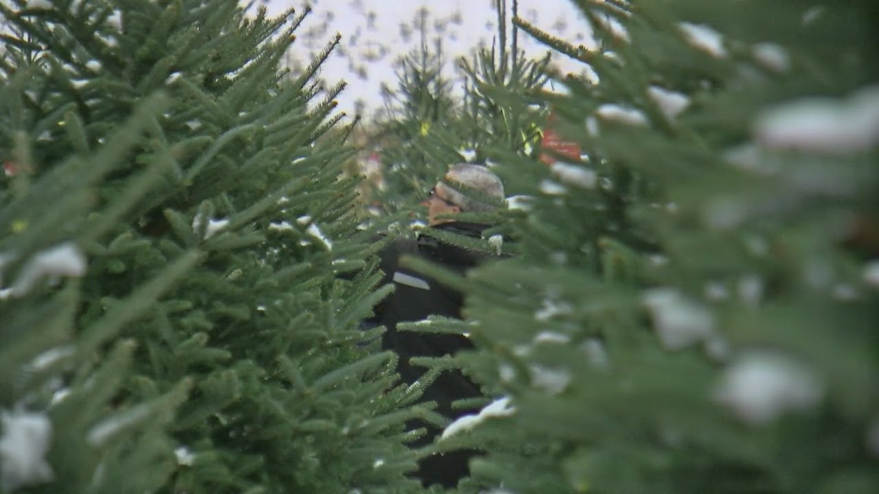 How Are Christmas Trees Grown? YouTube