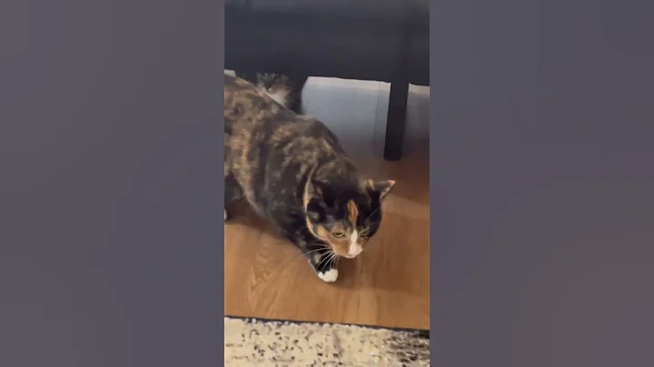 Video 4530011: cat calico kitten, cat calico funny, cute calico kitten, scary cat funny