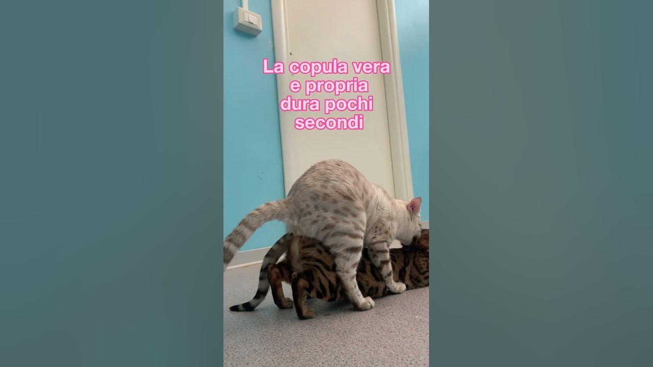 Animali Che Si Accoppiano Con Altre Specie Come si accoppiano i gatti? - YouTube
