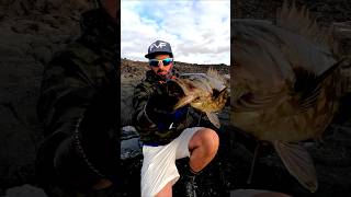 FVF® - Fuerteventura Fishing. CRACKING ONE #fuerteventura #fishing #shorts #video