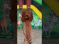 Wer will mit auf Safari gehn #shorts #simonesommerland #kinderlieder