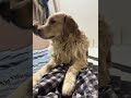 Nandu ko shayad khane ko ni milta😏 #dogshorts #goldenretreivers #funny #doggie #dogster
