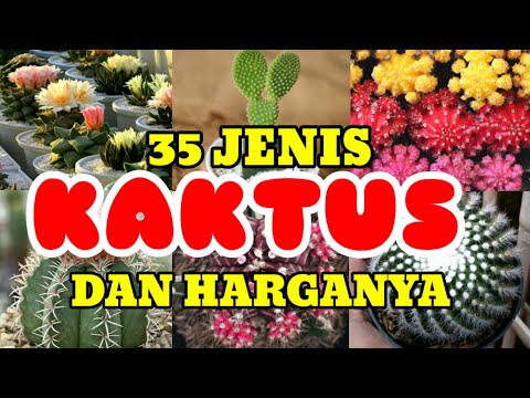 Video: Apa Yang Bagus Dari Kaktus?