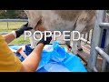 Draining a huge abscess on a sheep's abdomen #abcess #surgery #sheep #farmer