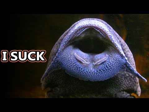 Video: Kā Augt Plecos