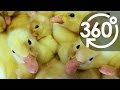 【いきもの目線】アヒルのひな（360Lives　/　Ducklings）