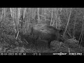 Wild Hog Scratching an Itch/Mežacūka kasās