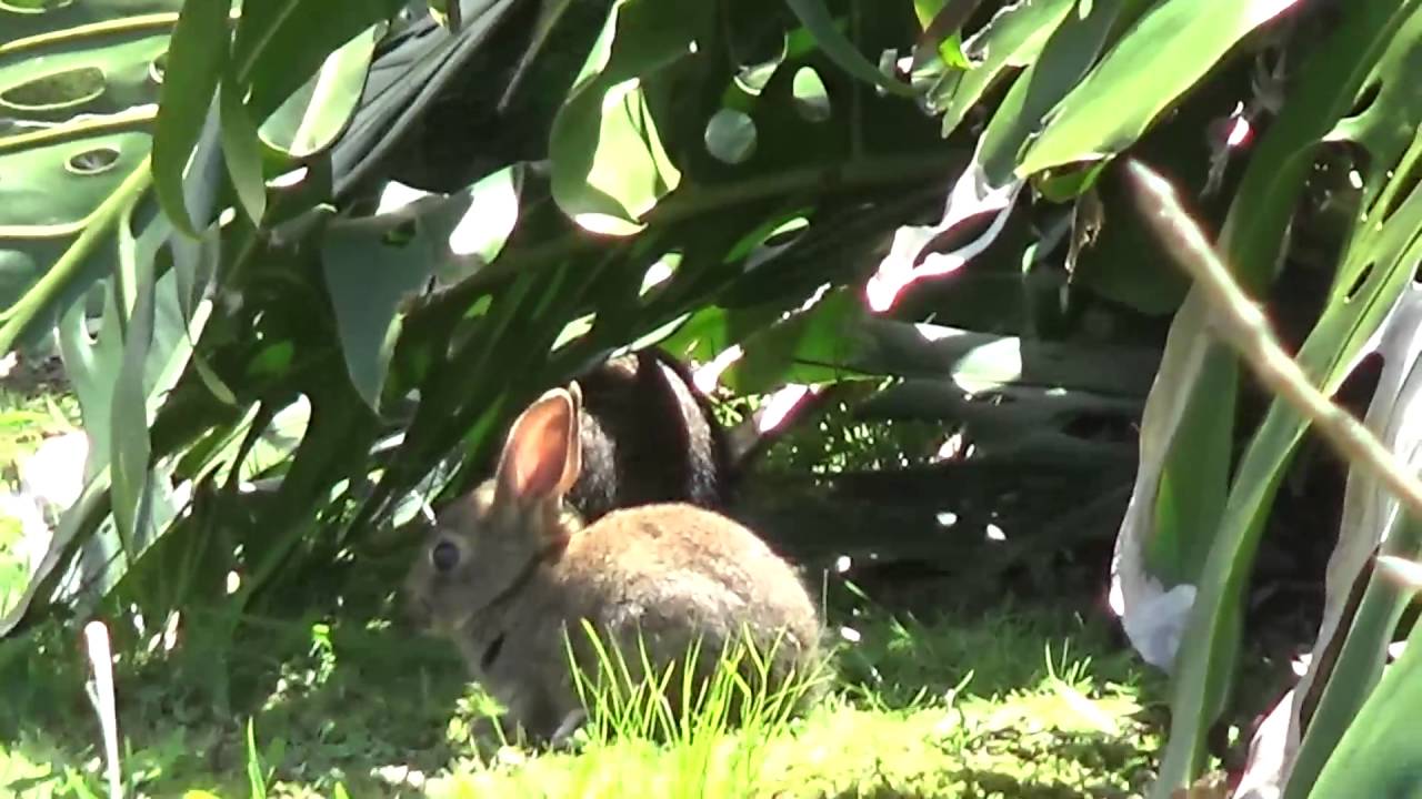 Wild Bunnies 