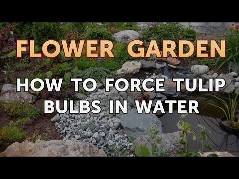 Comment la Force dans l'eau bulbes de tulipes