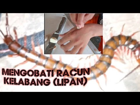 Video: Lipan Berbahaya - Perosak Taman