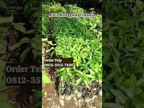 Tersedia Bibit Mangga Agrimania Asli dari Pembudidaya Terpercaya!