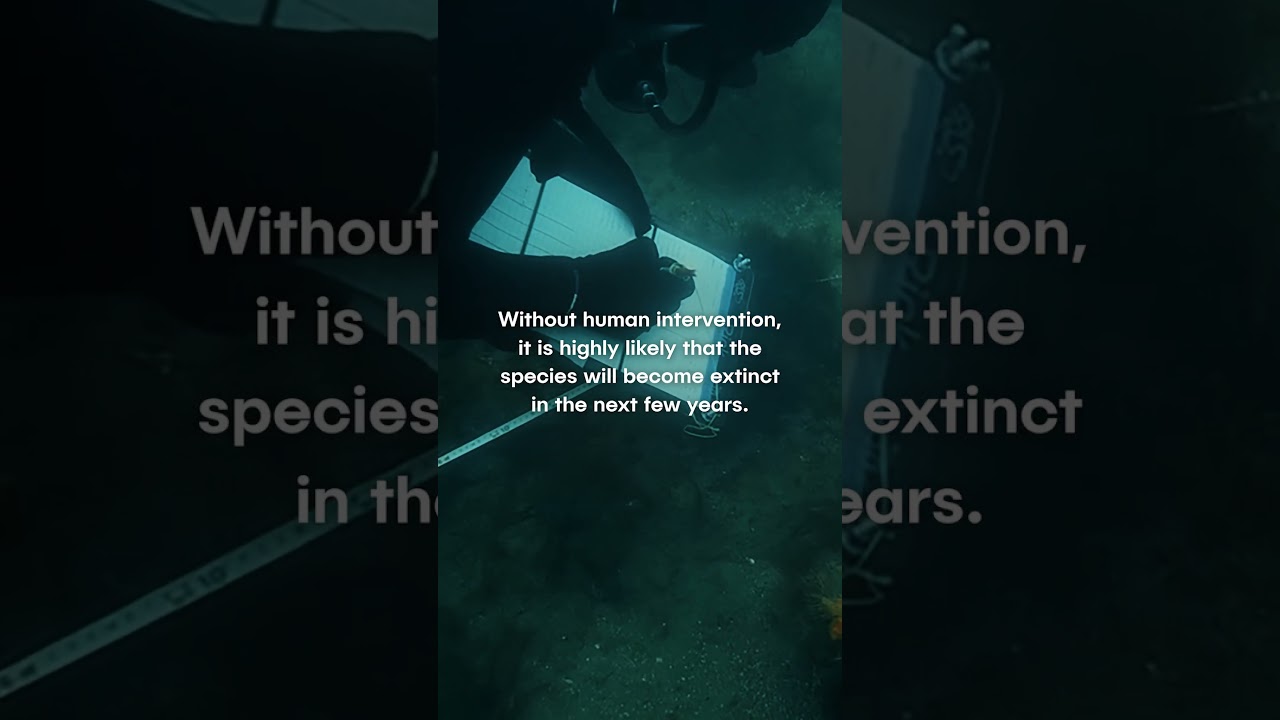 The future of the Red Handfish rests in your hands 