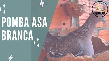 Quantos ovos bota a Asa Branca?