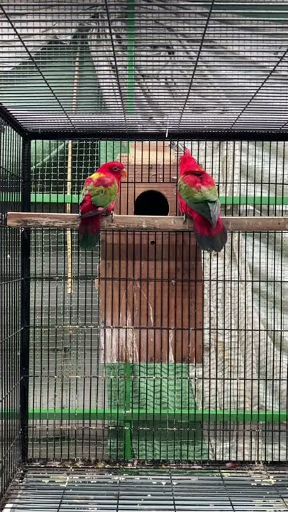 Hyper & excited Chattering lory 😄