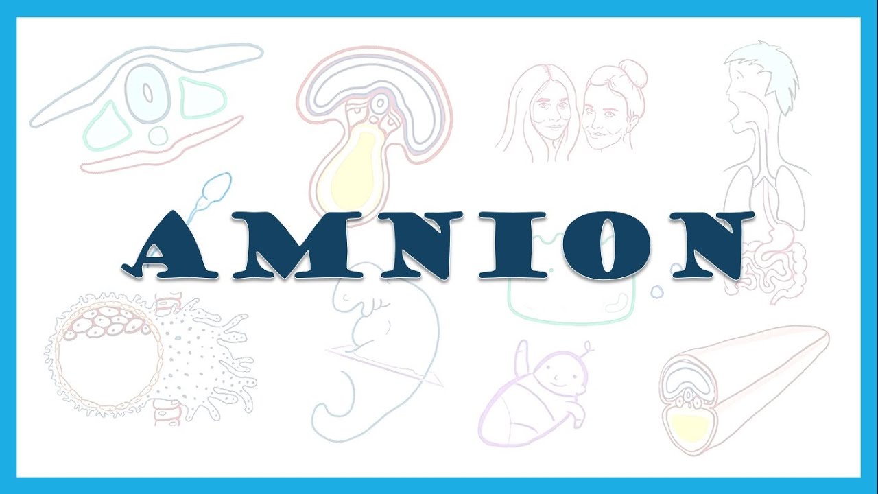 Amnion | Embrional rivojlanishning 1-4 haftalari