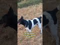 Why Named Hearty? #dogsofyoutube #cutedogs #dogvlog #indiedogs #dogsshorts #hearty #lovefordogs