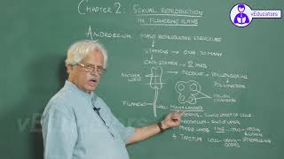 _Molecular Basis of Inheritance_2 Gene expression - translation