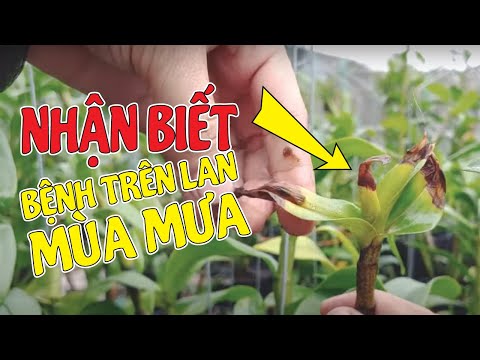 Nhận Biết Các Loại Bệnh Trên Lan Trong Mùa Mưa | #MêLanTV | Foci