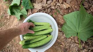 HOW TO PLANT MAY CUCUMBERS FOR 100'S OF 12  - 14 INCH FRUITS by The Back Garden Yard  978 views 9 days ago 6 minutes, 28 seconds