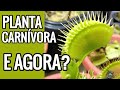 Comprei uma dionaea. E agora?