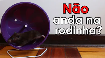 Como fazer o hamster entrar na roda?