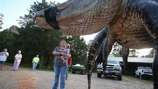 World's Largest Alligator Ever Caught By Family Sets World Record