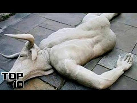 Top 10 Creepy Animal Hybrids That Actually Exist - Part 2 