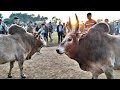 Langdong  taliban  iadaw masi today  bullfighting