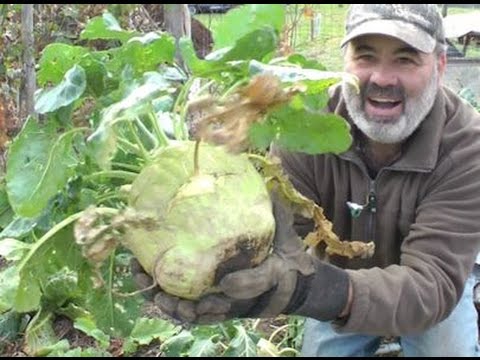 Video: Secrets Ntawm Loj Hlob Kohlrabi Cabbage