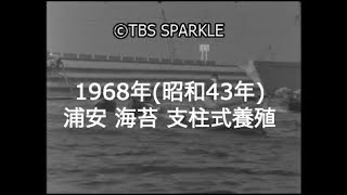 【TBSスパークル】1968年 千葉 浦安 海苔 支柱式養殖 木造船 ベカ船 浦安沖
