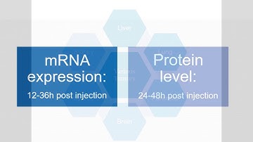 Altogen Nanoparticle-based in vivo Transfection Tutorial