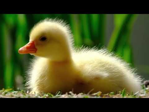 XTRONS QBBHW24FVCI: Premium 12.3" Android Head Unit for BMW CIC System with 8GB RAM & 128GB Storage