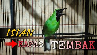 ISIAN KAPAS TEMBAK || CUCAK IJO GACOR TEMBAKAN KATEM