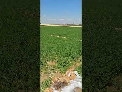 عقارات أرض زراعية للبيع بنجر السكر 10 فدان عقد وكرت الفلاح للتواصل 01029086964