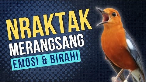 LANGSUNG RESPON! 1000% efektif buat pancingan Anis merah bisu macet total biar bunyi kembali | 12
