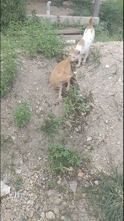 KUCING JANTAN MENGENDUS BETINA, INGIN KAWIN...???