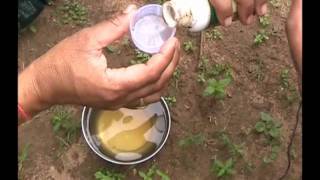 Hormone spray in bitter gourd cultivation Odia Varrat Odisha